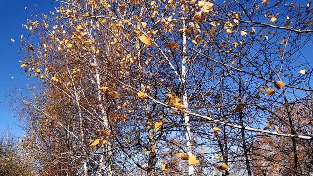 22 ноября-День рождения МАТРОНЫ МОСКОВСКОЙ.Молитва Матроне. Что принесет счастье и достаток.Приметы