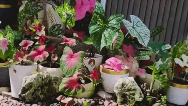 My Vibrant Caladium смотреть онлайн
