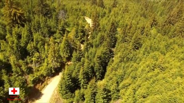 ПИХТА - как она ЛЕЧИТ! Натуральное Природное ЛЕЧЕБНОЕ СРЕДСТВО.