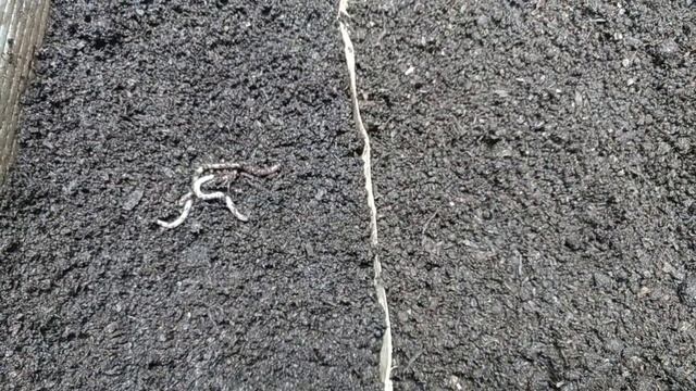 Субстрат для червя. смотреть онлайн