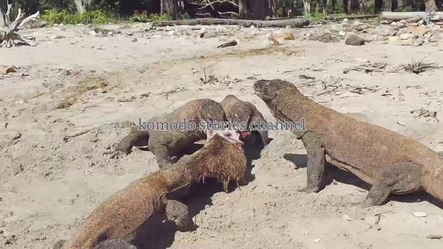 Brutal Hunt|Komodo Dragon Prey On Paralyzed Deer Part II #wildlife #nature #komodo смотреть онлайн