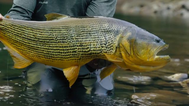 Gold Fever | Official Trailer | Fly fishing for golden dorado, helicopter jungle adventure смотреть онлайн