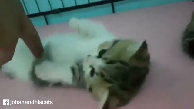Cute Munchkin Kitty Playtime смотреть онлайн