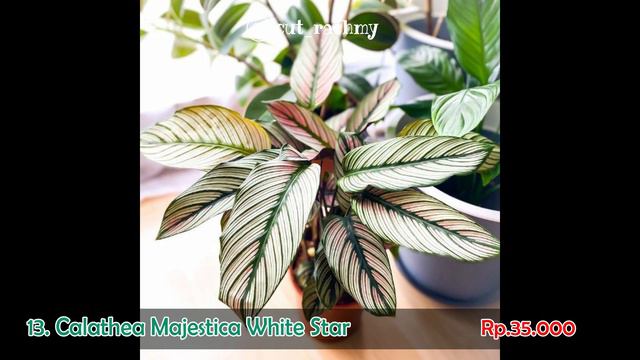 CANTIKNYA !! INILAH 24 JENIS CALATHEA YANG BISA KAMU JADIKAN KOLEKSI DI RUMAH смотреть онлайн
