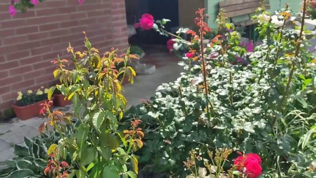 Подкормка и подготовка РОЗ для повторного цветения. смотреть онлайн