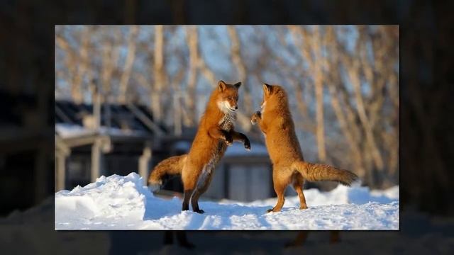 Февраль. Детям про второй месяц. смотреть онлайн