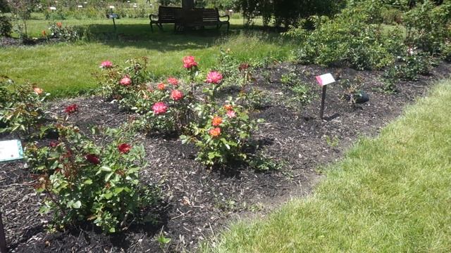 Rainbow Sorbet - Floribunda: Maplewood Rose Garden смотреть онлайн