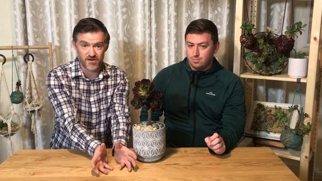 Foster & Grow - Aeonium Arboreum Atropurpureum Succulent