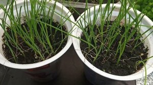 ЛУК БАТУН РАССАДА