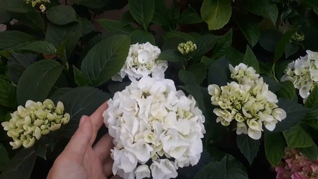 Мои крупнолистные гортензии смотреть онлайн