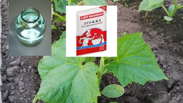Первая подкормка огурцов после высадки. Подкормка огурцов дрожжами. смотреть онлайн