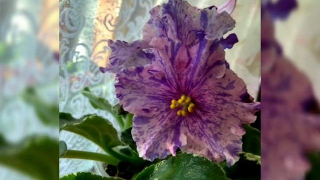 50 ФОТО ФИАЛОК С НАЗВАНИЯМИ СОРТОВ ??? смотреть онлайн