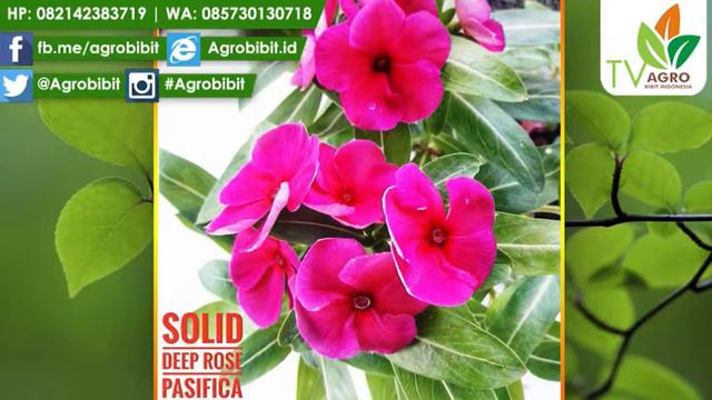 PROMO Biji Benih Bunga Vinca Isi 15 Biji смотреть онлайн