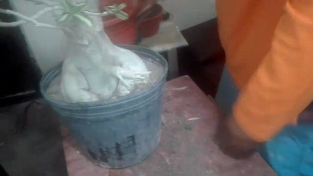 Levantando Adenium y cambio de maceta, para apreciar raíces. part #1. смотреть онлайн