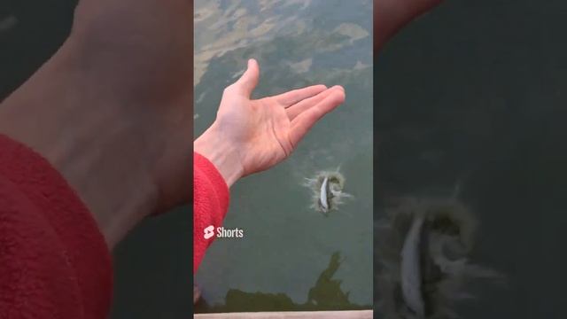 Рибалка 13 10 2022 Маленький судак смотреть онлайн