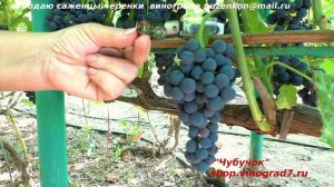 Виноград кишмиш ВЕНУС СИДЛИС  - со вкусом смородины, высоким сахаром. Пузенко Наталья Лариасовна