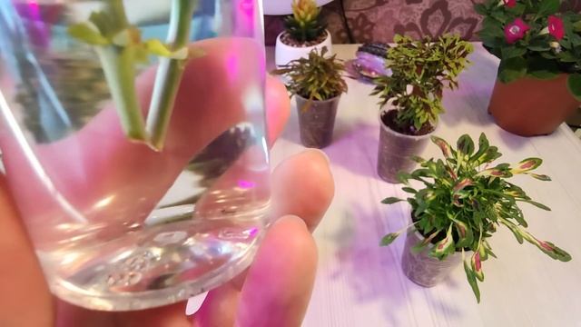ШОК!!!ЭУСТОМА!!!МОЖНО ЛИ ЧЕРЕНКОВАТЬ ЭУСТОМУ?Я ОТВЕЧУ ВАМ-ДА!!! смотреть онлайн