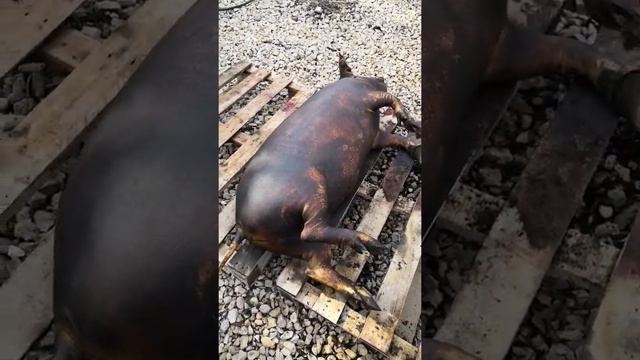 Венгерская Мангалица смоление за 30мин часть 2 смотреть онлайн