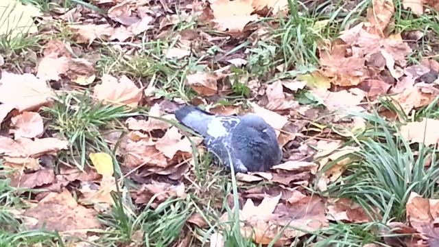 Голуби отдыхают в сквере смотреть онлайн