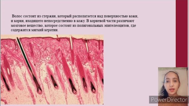 5. ГИСТОЛОГИЧЕСКАЯ И ФУНКЦИОНАЛЬНАЯ ХАРАКТЕРИСТИКА ВОЛОСА.АЛОПЕЦИЯ. СОВРЕМЕННЫЕ МЕТОДЫ ЛЕЧЕНИЯ смотреть онлайн