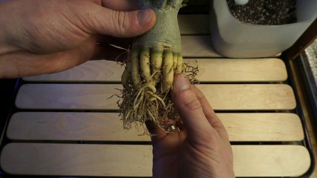 Адениумы. Пересадка 1/4. Их корни опять удивляют смотреть онлайн