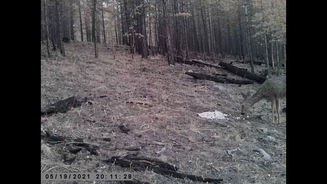 ПРИШЛИ ДВЕ САМКИ СИБИРСКОЙ КОСУЛИ ТИХАЯ ОХОТА СОЛОНЦЫ THE FEMALE SIBERIAN ROE DEER SOLONTSY CAME