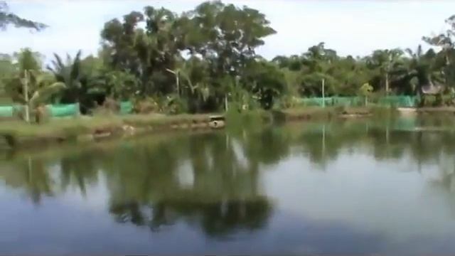 Кэтфиш (Catfish) - Тайланд