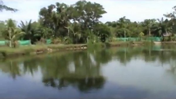 Кэтфиш (Catfish) - Тайланд