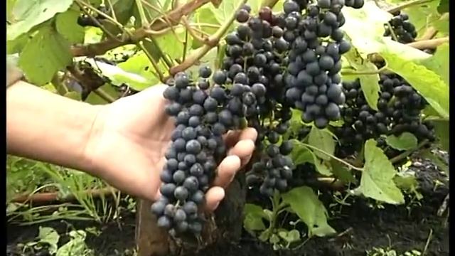 Большие урожаи винограда смотреть онлайн