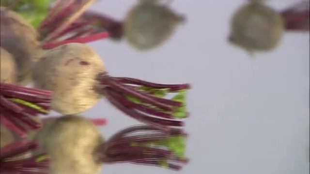 Как выбрать и хранить свеклу смотреть онлайн