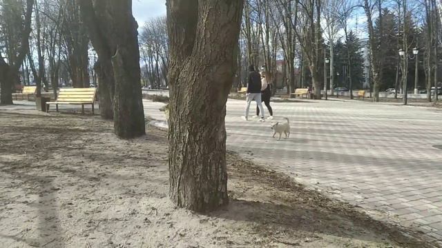 У центрі Волновахи на людей нападають собаки: 21.02.2022 смотреть онлайн