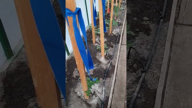 Как правильно и чем лучше мульчировать грядки. Польза горячей травы. смотреть онлайн