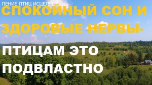ПЕНИЕ ЛЕСНЫХ ПТИЦ СОЗДАЁТ ПОЛОЖИТЕЛЬНЫЕ ЭМОЦИИ-А ЗНАЧИТ КРЕПКОЕ ЗДОРОВЬЕ И СПОКОЙНЫЙ СОН.