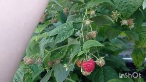 Малина МОЛЛИНГ БЕЛЛА и МАПЕМА. Начало плодоношения. #белла  #мапема  #малинаукраина  #женябойченко