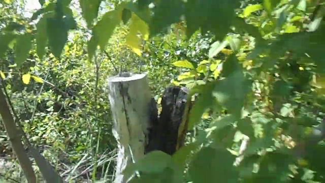 Чёрная бабочка в окрестностях Караганды смотреть онлайн