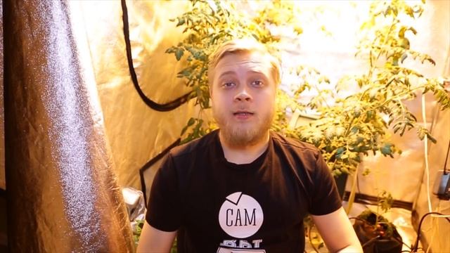 №39 Методы тренировки растений: подрезание и пригибание смотреть онлайн