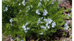 Амсония выращивание и уход Сорта для выращивания в России