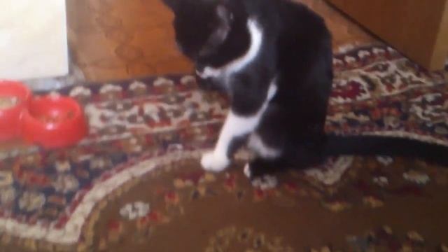 Кот и суп,а ложка лапа