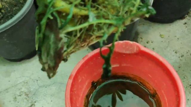 क्या Adenium पानी में उगा सकते हैं। #adenium and #water смотреть онлайн