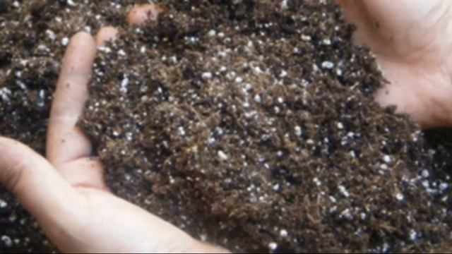 Выращивание разных сортов чеснока на Урале смотреть онлайн