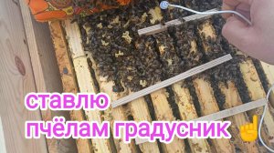 Расплод у пчёл в январе. ПЧЕЛОВОДСТВО!