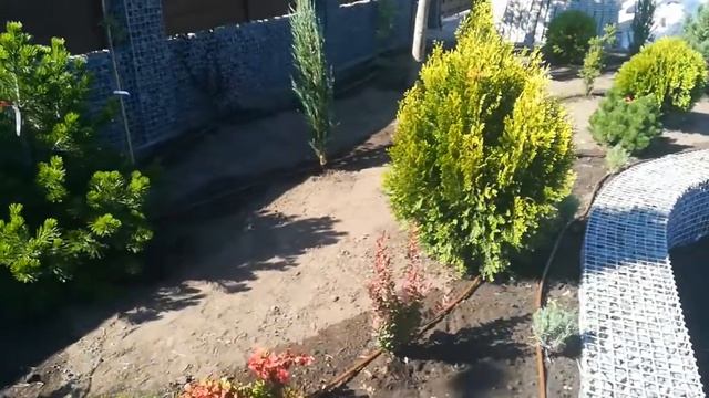 Красота. Клумба глаз не отвести и это ещё не все. смотреть онлайн
