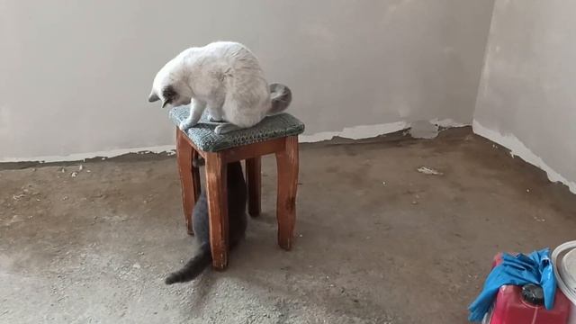 Котики Лелик и Боня. Работают, отдыхают, заботятся о нас, и все это они - наши любимки. смотреть онлайн