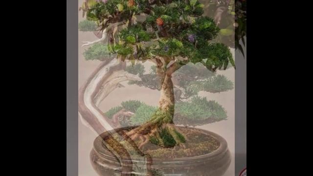 Dwarf trees / Карликовые деревья / ჯუჯა ხეები смотреть онлайн