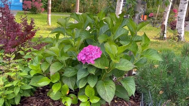 МОЕМУ САДУ 1 ГОД! КАК ПРИЖИЛИСЬ РАСТЕНИЯ? ЧТО ПОРАДОВАЛО И ЧТО РАЗОЧАРОВАЛО. смотреть онлайн