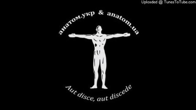 18. Нервові волокна - AnatomUa_AUDIO смотреть онлайн