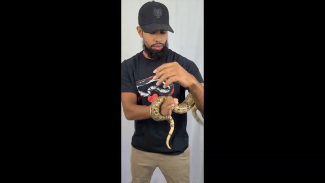 Unboxing Two New Snakes | IMG Boa Constrictor | VPI BOA MORPH смотреть онлайн