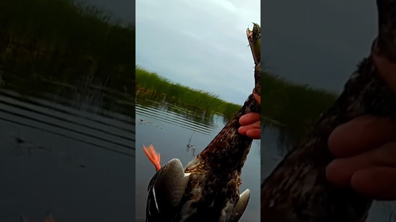 Охота на уток. Упал в ноги! #охотанауток #охотаназайца #hunting смотреть онлайн