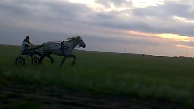 Заезд на рысаках смотреть онлайн