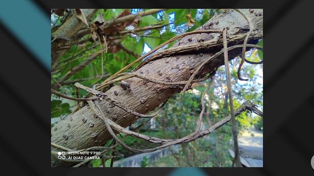 (தமிழ்) Redmi Note 9 Pro Camera Review - Just 1 Issue... смотреть онлайн
